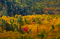 Autumn Forest, Foggy Bogs and Lake Superior Shoreline, Porcupine Mountains Wilderness State Park and Environs, Michigan